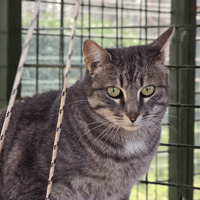 Ginseng, chatte à adopter