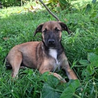 NAMEA, chiot Berger Créole femelle, chienne à adopter