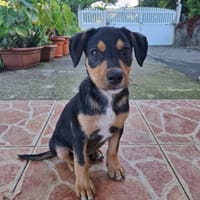 PAPOA, Chiot mâle Berger Créole, chien à adopter