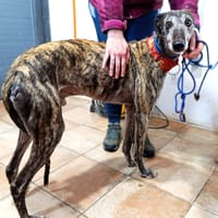 TOTKI, chien à adopter