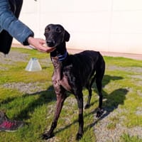 EARA, chienne à adopter