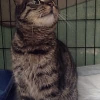 Lejla, kotka do adopcji