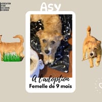 Asy, chienne à adopter