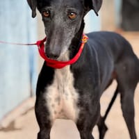 LAIKA, chienne à adopter