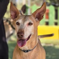 GORDA (Union Animal), chienne à adopter