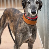 BARBAS, chien à adopter