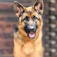 ZELDA (Maria), chienne à adopter