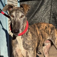 BRILLANTE, chien à adopter