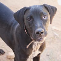 EDUARDO  (Puertollano), chien à adopter
