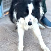 KELO  (Puertollano), chien à adopter