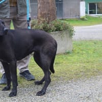 ORKA, chienne à adopter
