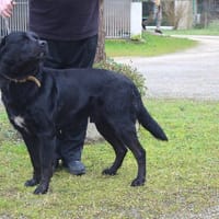 MALCO, chien à adopter