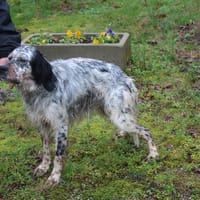 VEGAS, chien à adopter