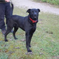 SONY, chien à adopter