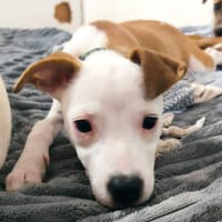 Super NOVA la petite étoile, chienne à adopter