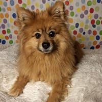 Spitz aus Spitz Simba / auf PS in D, Hund zur Adoption