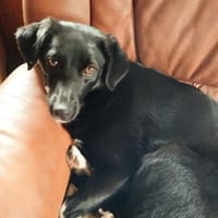 Schöne Carlotta sucht ein neues Zuhause, Hündin zur Adoption