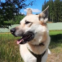 Stella 6 Jahre Schäfi mix, Hündin zur Adoption