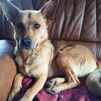 Schöne Destiny sucht ein neues Zuhause, Hündin zur Adoption