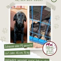 Rocky sucht ein Zuhause / Pflegestelle, Hund zur Adoption