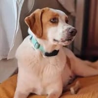 ADUA - eine tolle Hündin, Hündin zur Adoption