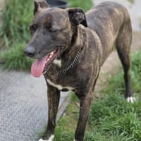 Spike wartet auf seine Menschen, Hund zur Adoption