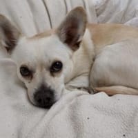 Daisy ist bereit für ein neues Zuhause, Hündin zur Adoption