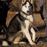 Mozart - ein Huskey Goldstück🍀, Hund zur Adoption
