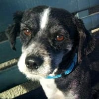 Kleiner Nacho sucht sein Glück., Hund zur Adoption