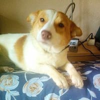 Minikleine Antonia sucht ein Zuhause, Hündin zur Adoption