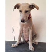 JayJay möchte Sie durchs Leben begleiten, Hund zur Adoption