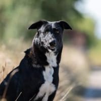 Ophelia sucht ihr Zuhause, Hündin zur Adoption