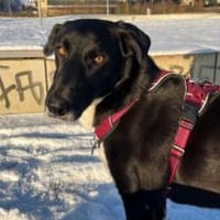 Molly  sanfte Seele sucht ruhiges Zuhau, Hündin zur Adoption