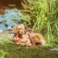 Wer schenkt Rozi ein liebevolles Zuhause, Hündin zur Adoption