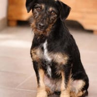 Caja, kleiner Wirbelwind mit großem Herz, Hündin zur Adoption