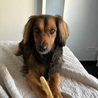 Wer schenkt Niki ein FÜR IMMER ZUHAUSE?, Hund zur Adoption