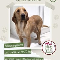 Fred sucht ein Zuhause, Hund zur Adoption