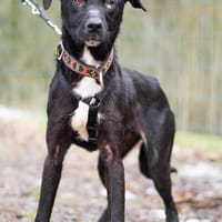 Oreo - süßer Keks sucht Familie🍀, Hund zur Adoption