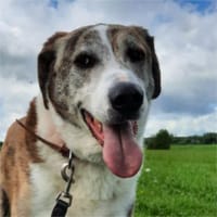 Kamelot der Sanftmütige, Hund zur Adoption