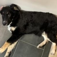 Wer schenkt Cara endlich ihr Zuhause?, Hund zur Adoption