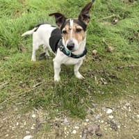 Toller Jack Russel Max, Hund zur Adoption