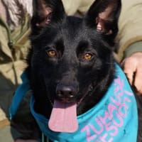 Ebene ein sportlicher Rüde, Hund zur Adoption