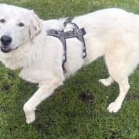 Hallo, ich bin Bahar & suche ein Zuhause, Hündin zur Adoption