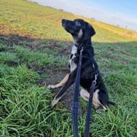 Nita - zarte freundliche Seele🍀, Hündin zur Adoption