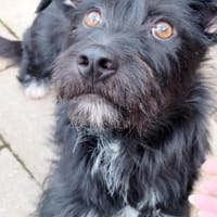 Lotte, eine kleine, bezaubernde Hündin, Hündin zur Adoption