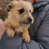 Die kleine Brie wartet auf dich, Hündin zur Adoption