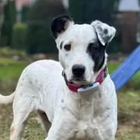 SERRALA - auf Pflegestelle in NRW, Hündin zur Adoption