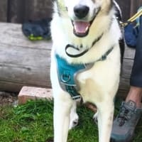 DONNA - wartet in 86975 Bernbeuren, Hündin zur Adoption