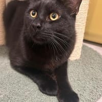 Maine Coon Mix Kater MIKE, Kater zur Adoption