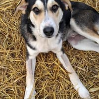 Matti sucht erfahrenes Zuhause, Hund zur Adoption